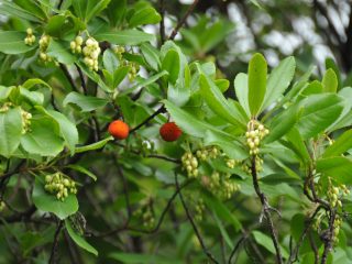Strawberry Tree - tasty fruits for jelly