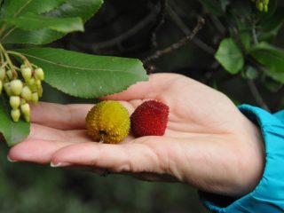 Strawberry Tree - tasty fruits for jelly