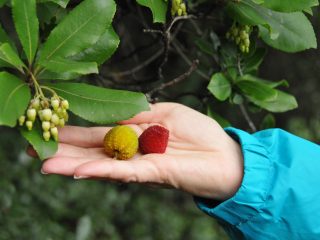 Strawberry Tree - tasty fruits for jelly