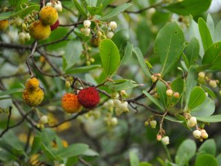Strawberry Tree - tasty fruits for jelly