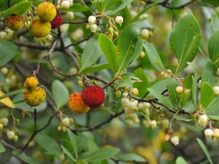 Strawberry Tree - tasty fruits for jelly