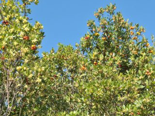 Strawberry Tree - tasty fruits for jelly