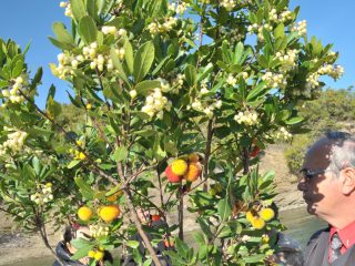 Strawberry Tree - tasty fruits for jelly