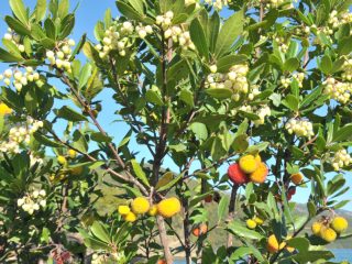Strawberry Tree - tasty fruits for jelly