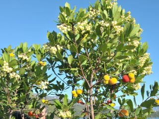 Strawberry Tree - tasty fruits for jelly