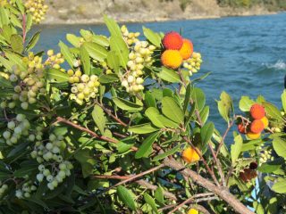 Strawberry Tree - tasty fruits for jelly
