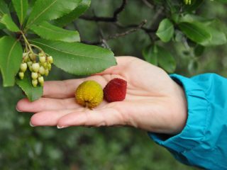 Strawberry Tree - tasty fruits for jelly