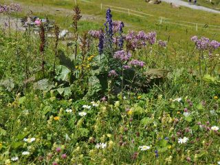 Hiking Kanzelwand at Riezlern