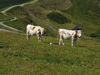 Hiking Kanzelwand at Riezlern