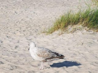 Rusinowo- Beach Impressions