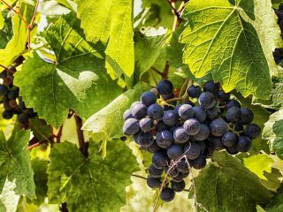 Weinanbau im Gebiet Saale Unstrut