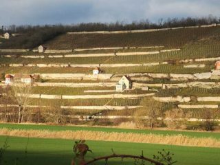 Weinanbau im Gebiet Saale Unstrut
