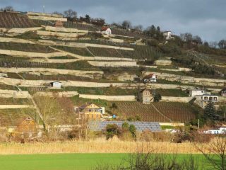 Weinanbau im Gebiet Saale Unstrut