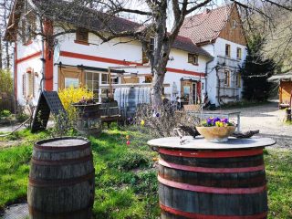 Weinanbau im Gebiet Saale Unstrut