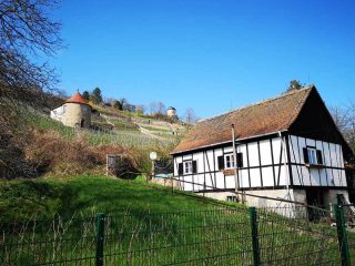 Weinanbau im Gebiet Saale Unstrut