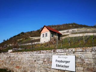 Weinanbau im Gebiet Saale Unstrut