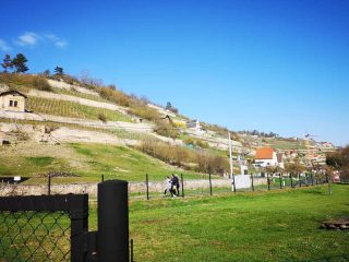 Weinanbau im Gebiet Saale Unstrut