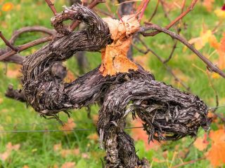Weinanbau im Gebiet Saale Unstrut