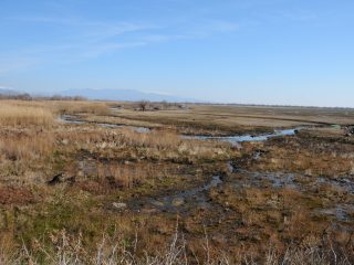 Lake Kerkini Wetlands