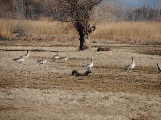 Lake Kerkini Wetlands