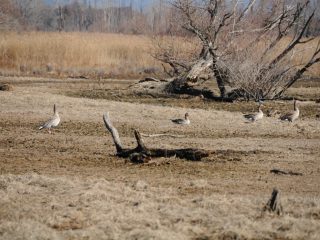 Lake Kerkini Wetlands