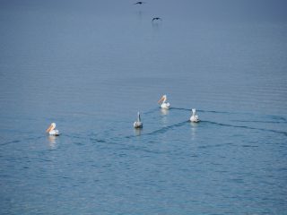 Kerkini See in der Region Serres