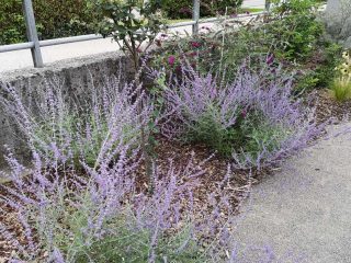 Thalheim - Bienen freundliche Gemeinde