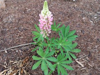 Thalheim - Bienen freundliche Gemeinde