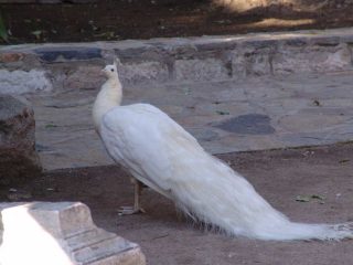Sualtı Arkeoloji Müzesi - Bodrum