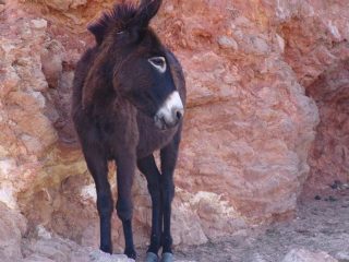 Cesme - boat trip to donkey island