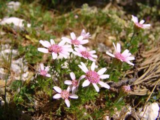 Etenna Bergflora