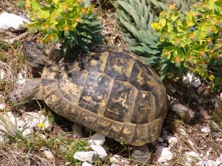 Etenna Schildkröte