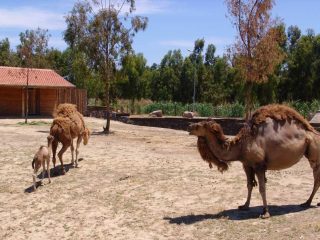 Zoologischer Garten Izmir