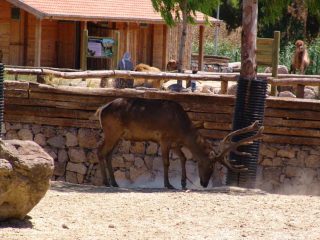 Zoologischer Garten Izmir