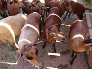 Zoologischer Garten Izmir