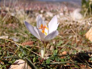 Some impressions from Kizilca Village