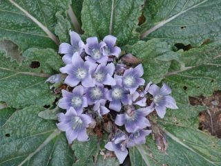 Knidos Blüten