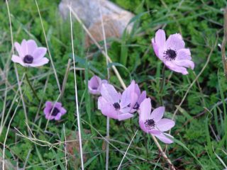 Knidos Blüten