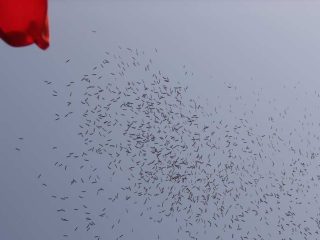 Marmarameer Vogelflug