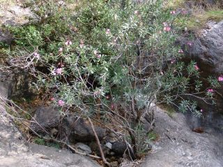 Sapadere Canyon bei Alanya