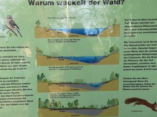 Naturphänomen am Federsee / Bad Buchau