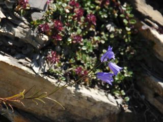 Colourful flowers at Walmendinger Horn