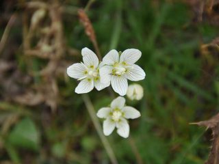 Colourful flowers at Walmendinger Horn