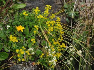 Colourful flowers at Walmendinger Horn