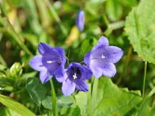 Colourful flowers at Walmendinger Horn