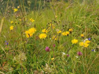 Colourful flowers at Walmendinger Horn