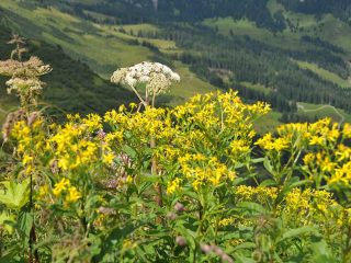 Colourful flowers at Walmendinger Horn