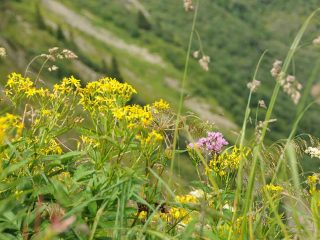 Colourful flowers at Walmendinger Horn