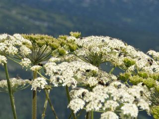 Colourful flowers at Walmendinger Horn