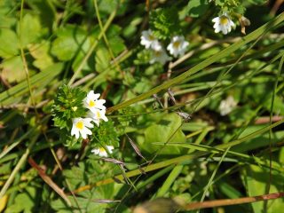 Colourful flowers at Walmendinger Horn